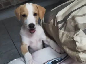 Cachorro ra a SRD-ViraLata idade 7 a 11 meses nome Bob Marley 