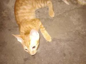 Gato raça SRD-ViraLata idade 2 a 6 meses nome Thauani Dos santos Rodrigues