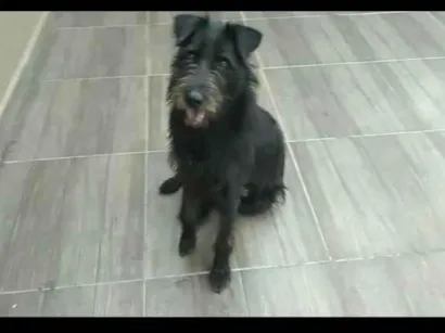 Cachorro raça Labrador idade 7 a 11 meses nome Pudim