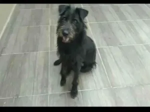 Cachorro ra a Labrador idade 7 a 11 meses nome Pudim