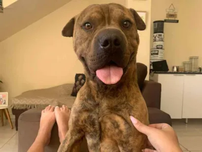 Cachorro ra a Shar Pei idade 4 anos nome Luke 