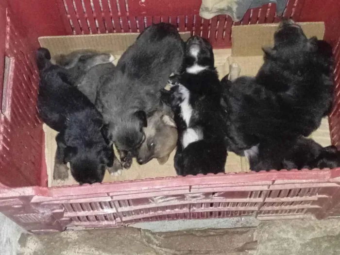 Cachorro ra a SRD-ViraLata idade Abaixo de 2 meses nome Filhotes 