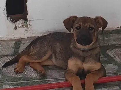 Cachorro raça SRD-ViraLata idade 2 a 6 meses nome Maria Eduarda De Araujo Lima