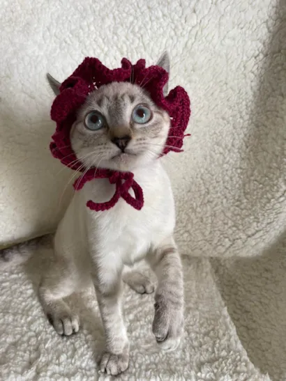 Gato ra a SRD-ViraLata idade 2 a 6 meses nome Cherry