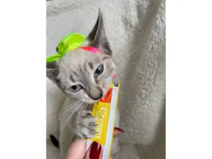 Gato ra a SRD-ViraLata idade 2 a 6 meses nome Cherry