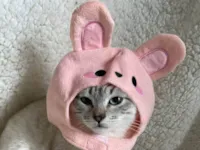 Gato ra a SRD-ViraLata idade 2 a 6 meses nome Cherry