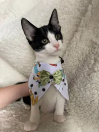 Gato ra a SRD-ViraLata idade 2 a 6 meses nome Enrico