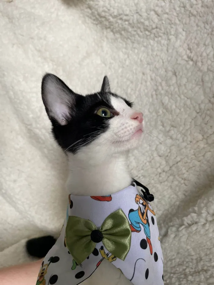 Gato ra a SRD-ViraLata idade 2 a 6 meses nome Enrico