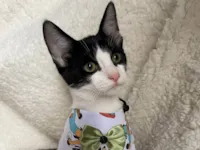 Gato ra a SRD-ViraLata idade 2 a 6 meses nome Enrico