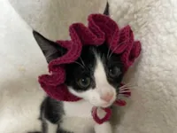 Gato ra a SRD-ViraLata idade 2 a 6 meses nome Margot