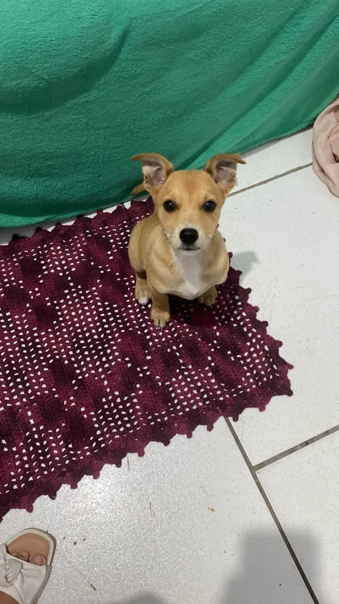 Cachorro ra a SRD-ViraLata idade 2 a 6 meses nome Maya