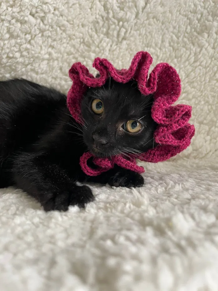 Gato ra a SRD-ViraLata idade 2 a 6 meses nome Sabrina