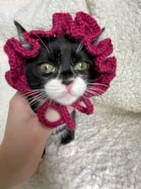 Gato ra a SRD-ViraLata idade 2 a 6 meses nome Mavie