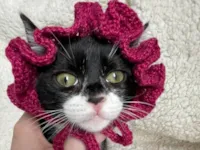 Gato ra a SRD-ViraLata idade 2 a 6 meses nome Mavie