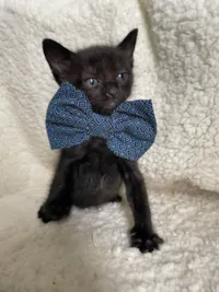 Gato ra a SRD-ViraLata idade Abaixo de 2 meses nome Snape