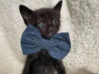 Gato raça SRD-ViraLata idade Abaixo de 2 meses nome Snape