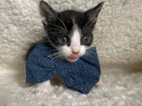 Gato raça SRD-ViraLata idade Abaixo de 2 meses nome Harry