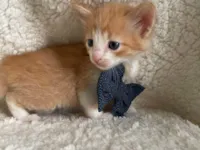 Gato raça SRD-ViraLata idade Abaixo de 2 meses nome Ronnie