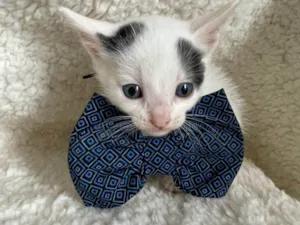 Gato ra a SRD-ViraLata idade Abaixo de 2 meses nome Draco