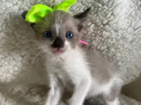 Gato ra a SRD-ViraLata idade Abaixo de 2 meses nome Luna