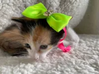 Gato raça SRD-ViraLata idade Abaixo de 2 meses nome Bella