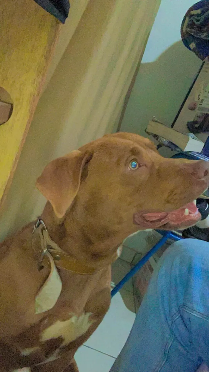 Cachorro raça Pit-Bull idade 2 a 6 meses nome Thor 