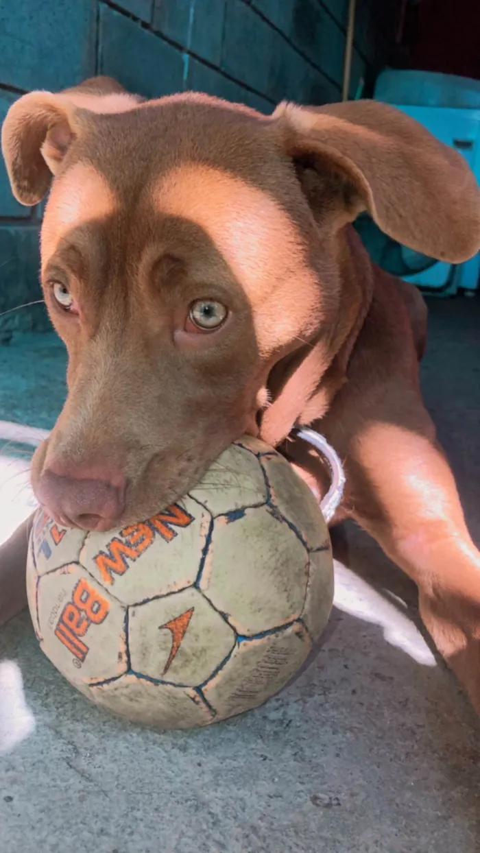 Cachorro raça Pit-Bull idade 2 a 6 meses nome Thor 