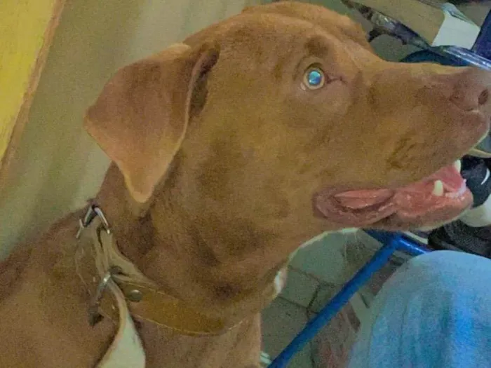 Cachorro raça Pit-Bull idade 2 a 6 meses nome Thor 