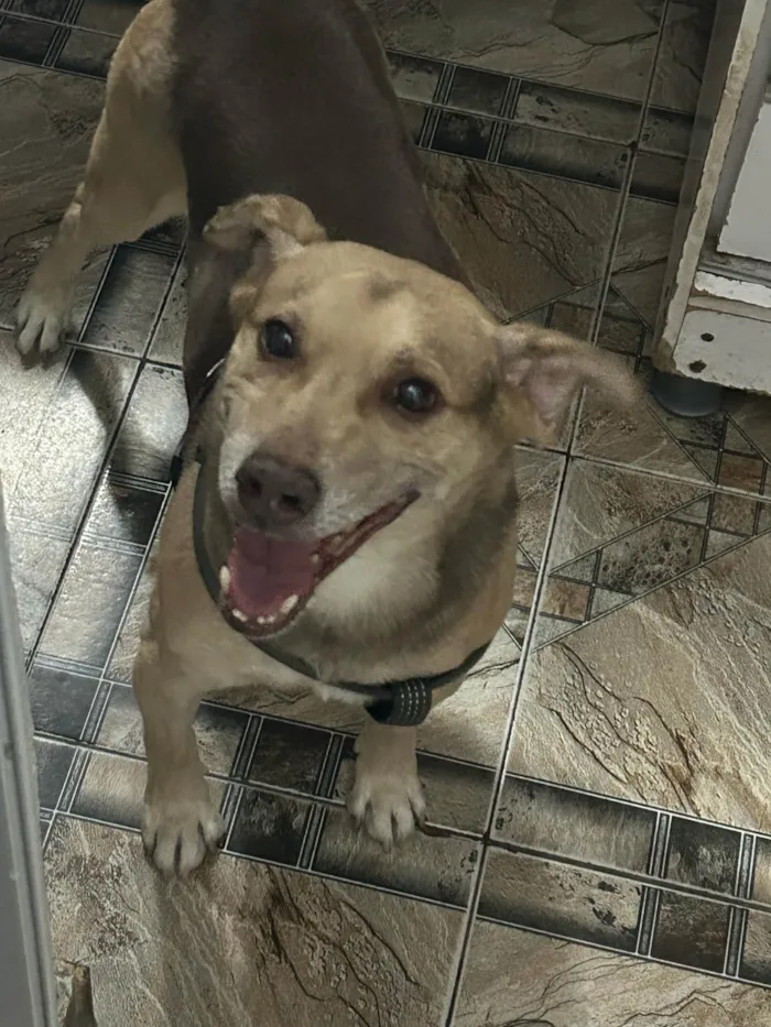 Cachorro ra a SRD-ViraLata idade 6 ou mais anos nome Tom