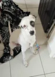 Cachorro ra a SRD-ViraLata idade 2 a 6 meses nome Konam
