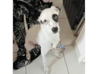 Cachorro raça SRD-ViraLata idade 2 a 6 meses nome Konam