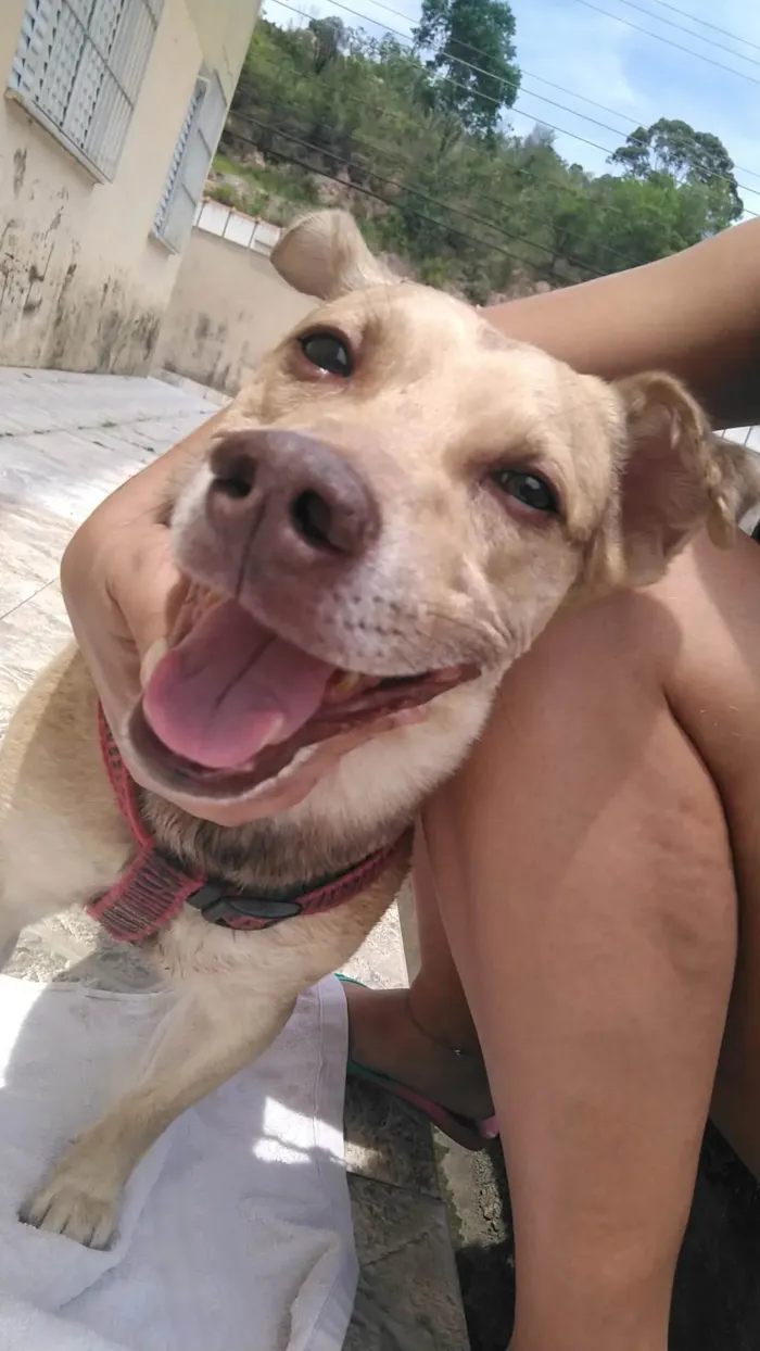 Cachorro ra a SRD-ViraLata idade 6 ou mais anos nome Tom
