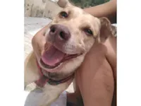Cachorro raça SRD-ViraLata idade 6 ou mais anos nome Tom