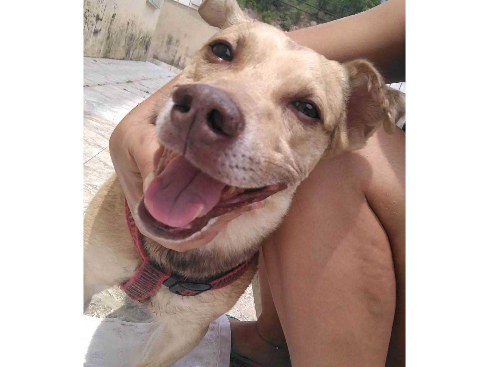 Cachorro ra a SRD-ViraLata idade 6 ou mais anos nome Tom