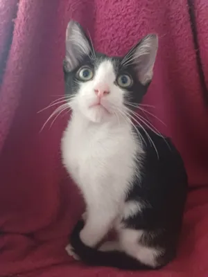 Gato raça SRD-ViraLata idade 2 a 6 meses nome Will Smith 