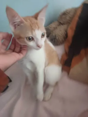 Gato raça SRD-ViraLata idade 2 a 6 meses nome Lady gaga 