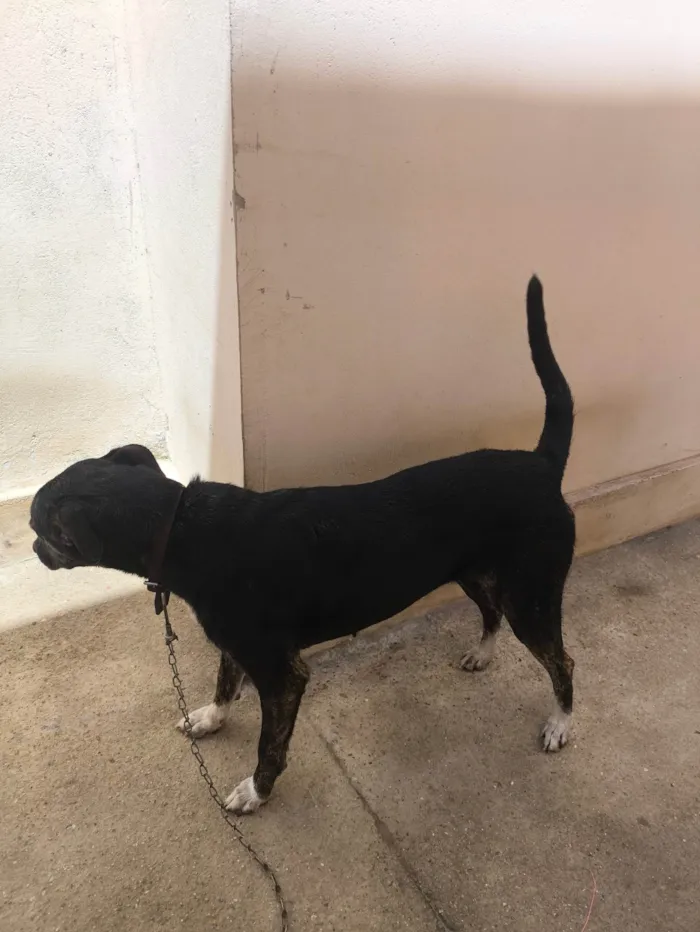 Cachorro ra a SRD-ViraLata idade 3 anos nome Preta