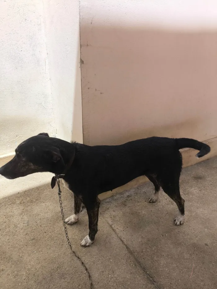 Cachorro ra a SRD-ViraLata idade 3 anos nome Preta