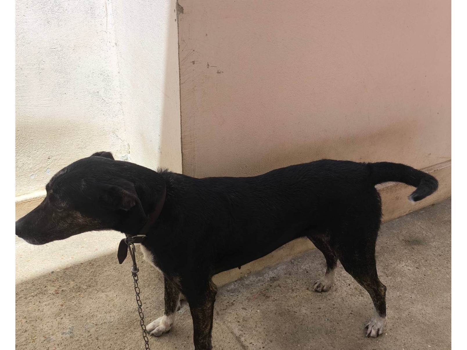 Cachorro ra a SRD-ViraLata idade 3 anos nome Preta