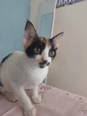 Gato raça SRD-ViraLata idade 2 a 6 meses nome Jennifer Lopez