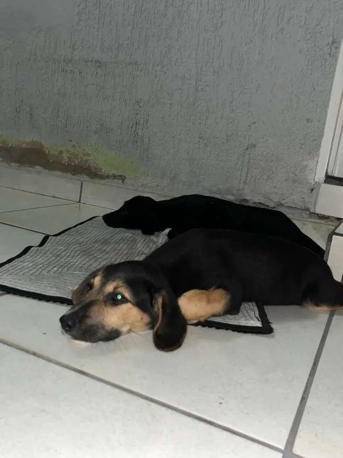 Cachorro ra a SRD-ViraLata idade 2 a 6 meses nome Irmãos perdidos