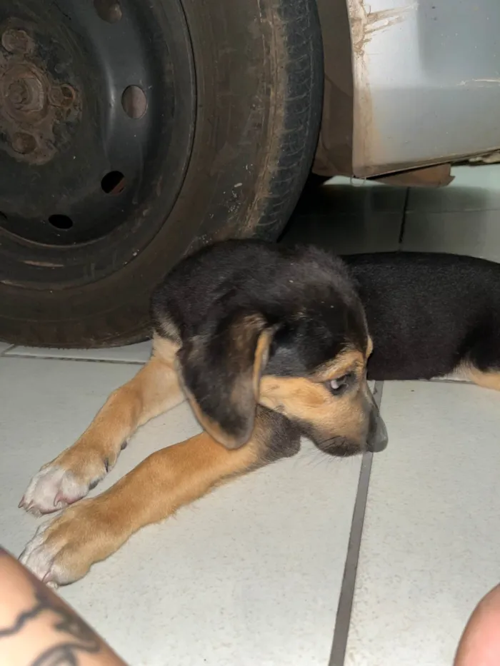 Cachorro ra a SRD-ViraLata idade 2 a 6 meses nome Irmãos perdidos