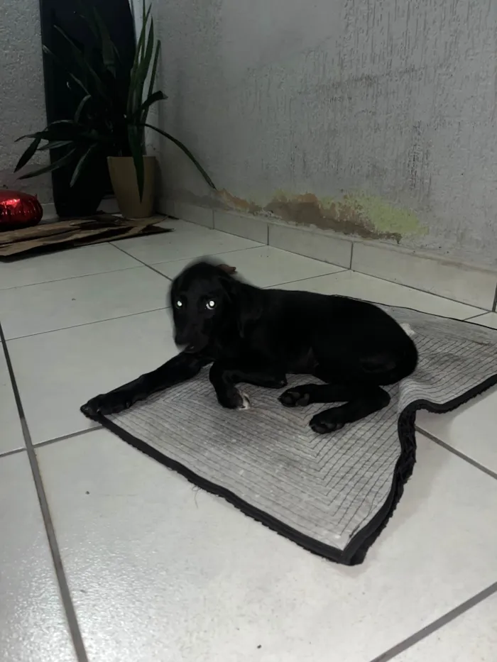 Cachorro ra a SRD-ViraLata idade 2 a 6 meses nome Irmãos perdidos