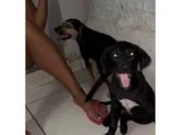 Cachorro raça SRD-ViraLata idade 2 a 6 meses nome Irmãos perdidos