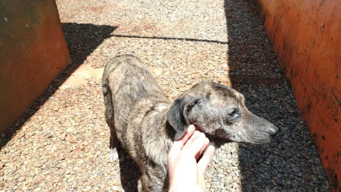 Cachorro ra a SRD-ViraLata idade 2 anos nome Ísis 