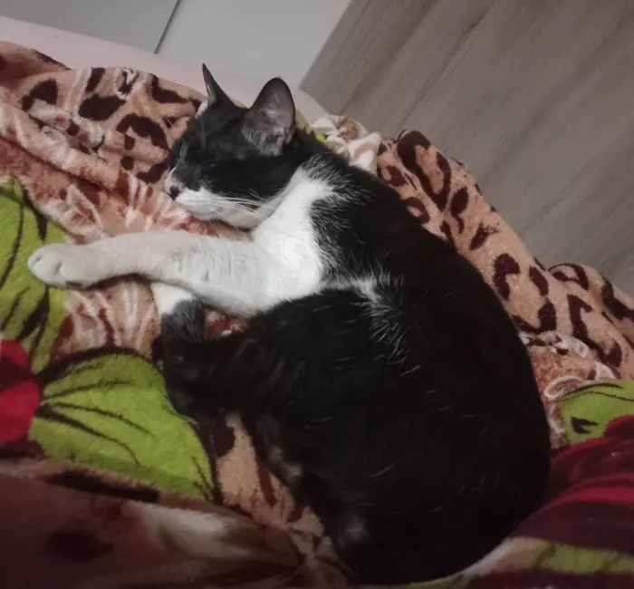 Gato ra a SRD-ViraLata idade 3 anos nome Príncipe 