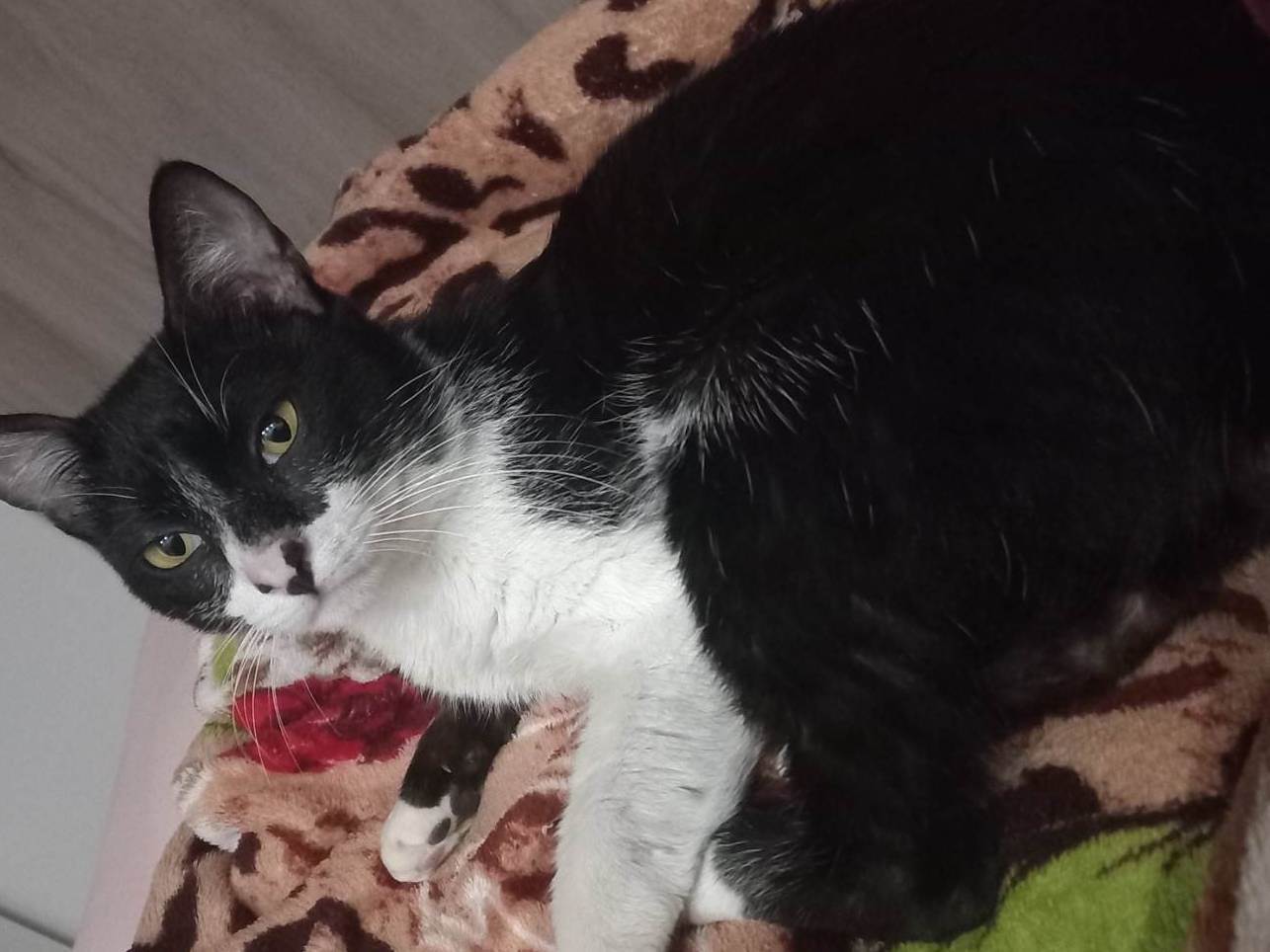 Gato ra a SRD-ViraLata idade 3 anos nome Príncipe 