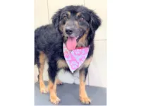 Cachorro raça SRD-ViraLata idade 2 anos nome BRIGITE