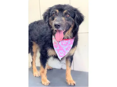 Cachorro raça SRD-ViraLata idade 2 anos nome BRIGITE