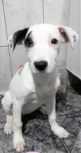 Cachorro raça SRD-ViraLata idade 2 a 6 meses nome CECÍLIA